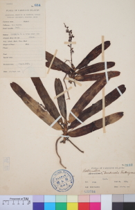 Specimen thumbnail